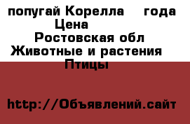 попугай Корелла..2 года › Цена ­ 1 500 - Ростовская обл. Животные и растения » Птицы   
